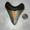 Megalodon Tooth, North Carolina 3.76 inch Prehistoric Online