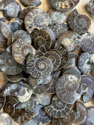 Ammonite Slice, Cleoniceras Prehistoric Online