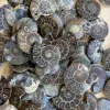 Ammonite Slice, Cleoniceras set of 10 Prehistoric Online