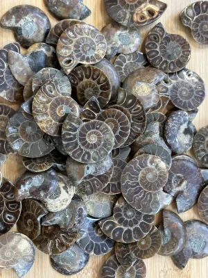 Ammonite Slice, Cleoniceras set of 3 Prehistoric Online
