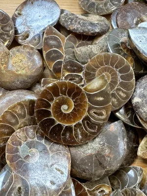 Ammonite Slice, Cleoniceras set of 10 Prehistoric Online