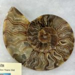 Ammonite matched pair, Collector Riker Box Prehistoric Online