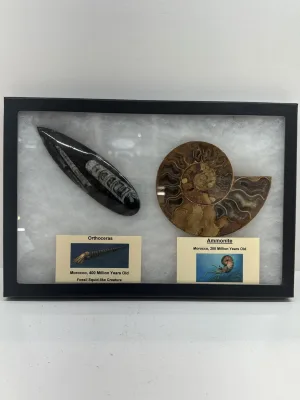 Collector Riker Box, Ammonite and Orthoceras Prehistoric Online