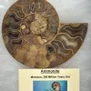 Collector Riker Box, Ammonite and Orthoceras Prehistoric Online