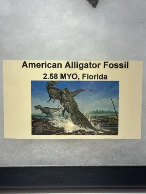 Collector Riker Box- American Alligator Fossils Prehistoric Online