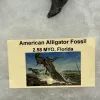 Collector Riker Box- American Alligator Fossils Prehistoric Online
