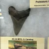 Collector Riker Box- Shark Teeth Prehistoric Online