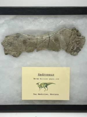 Collector Riker Box- Hadrosaur Bone Prehistoric Online
