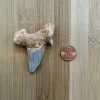 Otodus shark tooth, pathological deformity Prehistoric Online