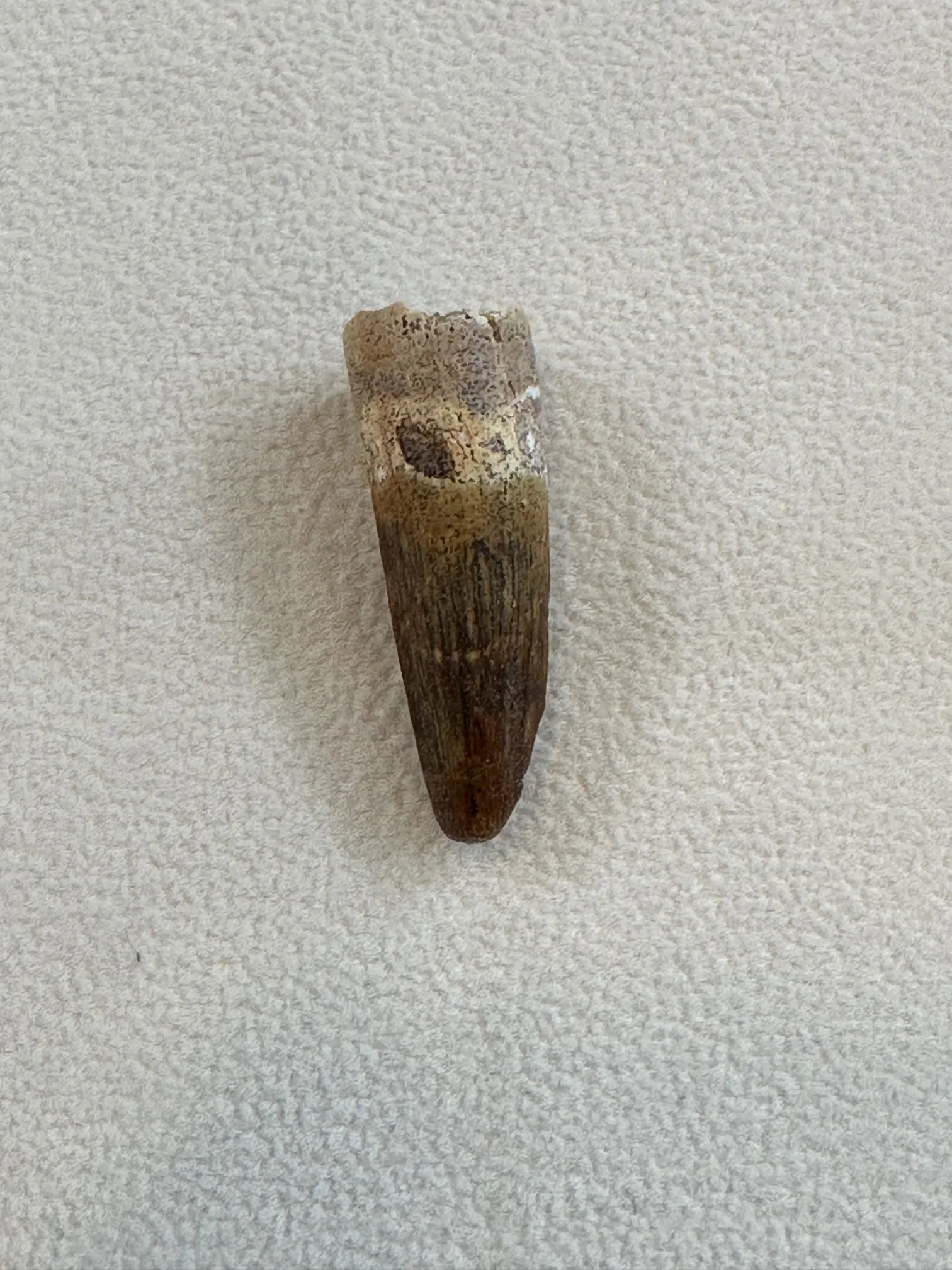 Spinosaurus Tooth, Morocco, 1 1/2 inch long Prehistoric Online