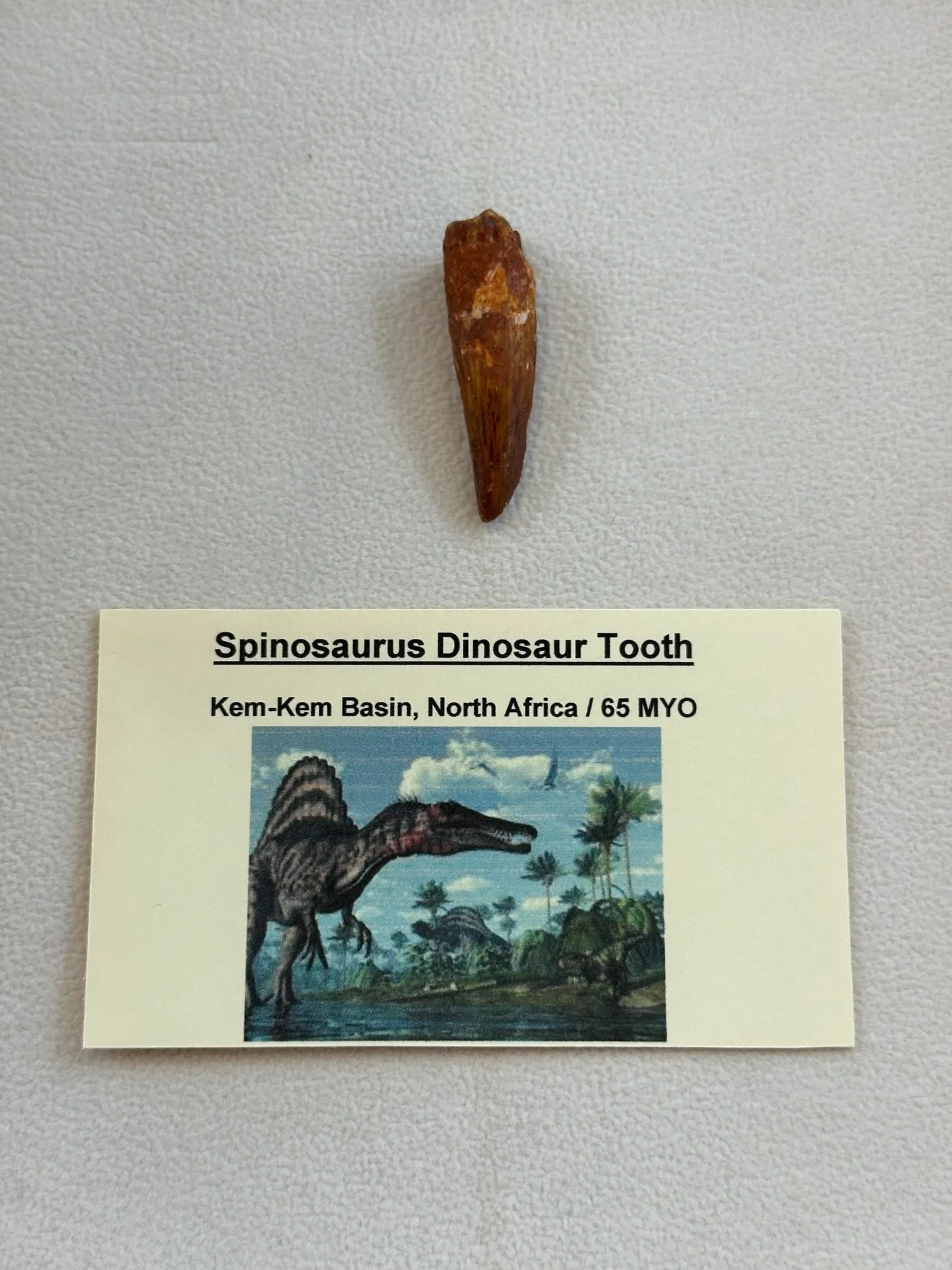 Spinosaurus Tooth, Morocco,  1.5 inch long Prehistoric Online