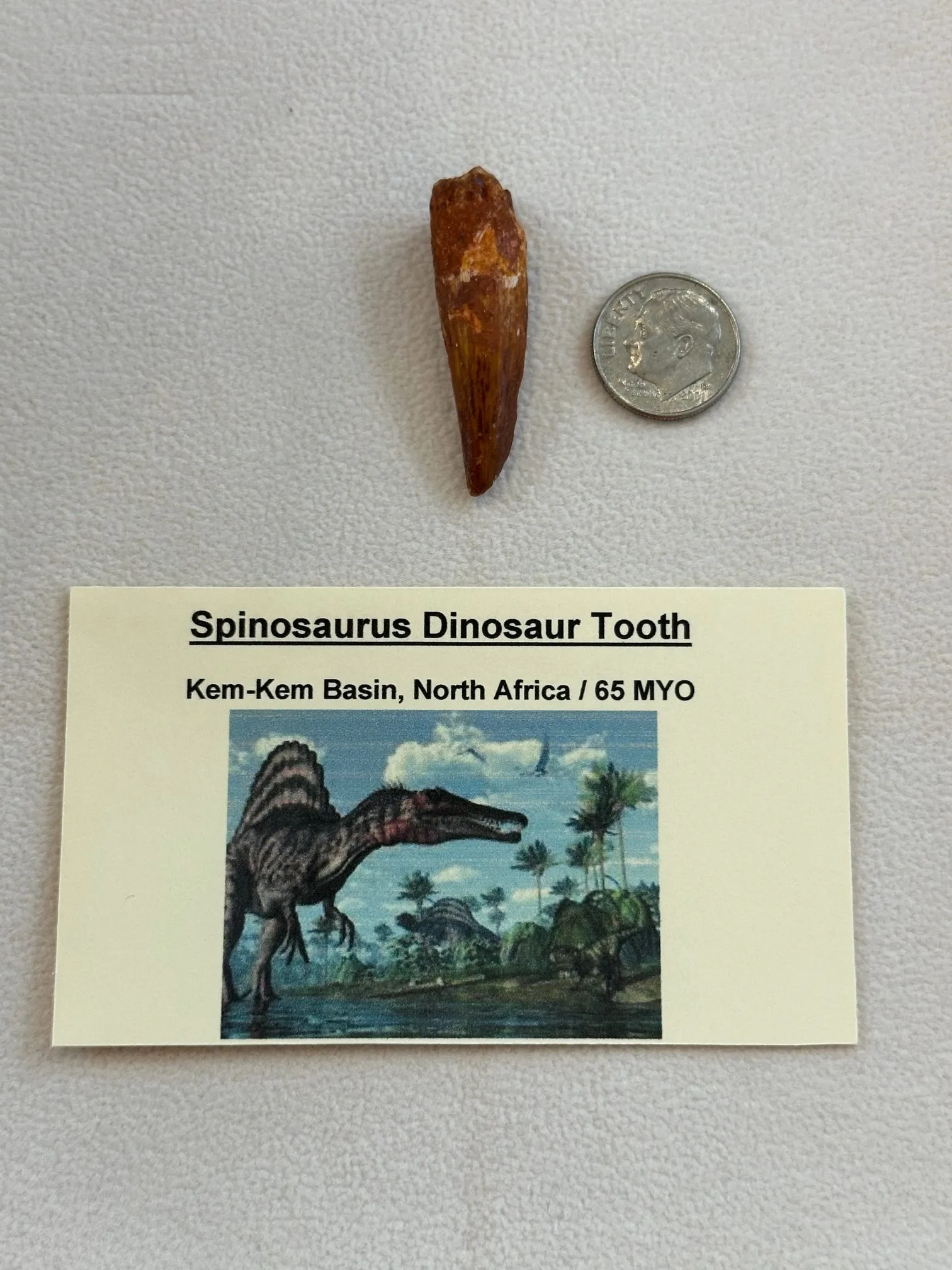 Spinosaurus Tooth, Morocco Prehistoric Online