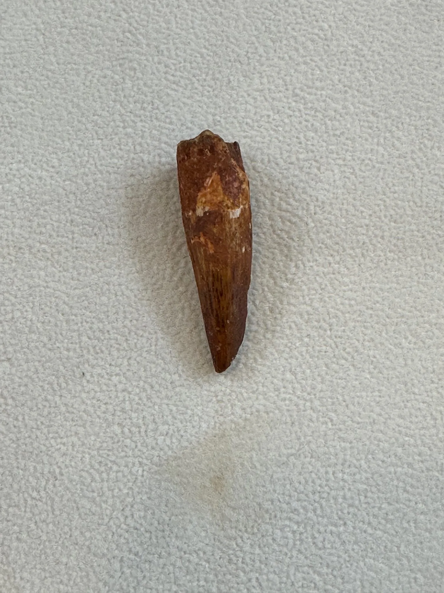Spinosaurus Tooth, Morocco,  1.5 inch long Prehistoric Online