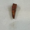 Spinosaurus Tooth, Morocco Prehistoric Online
