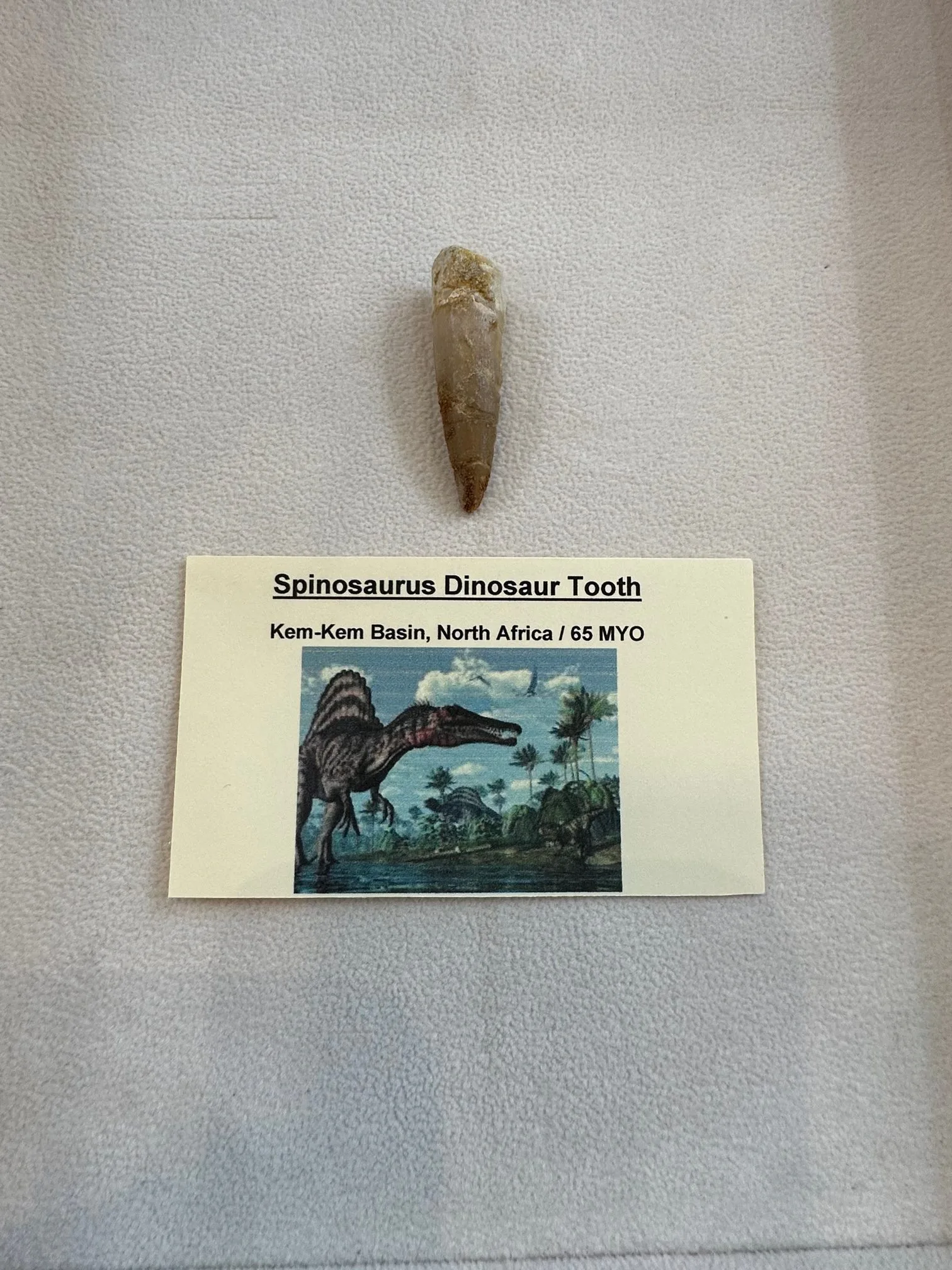 Spinosaurus dinosaur Tooth,  Morocco, 1 3/4 inch Prehistoric Online