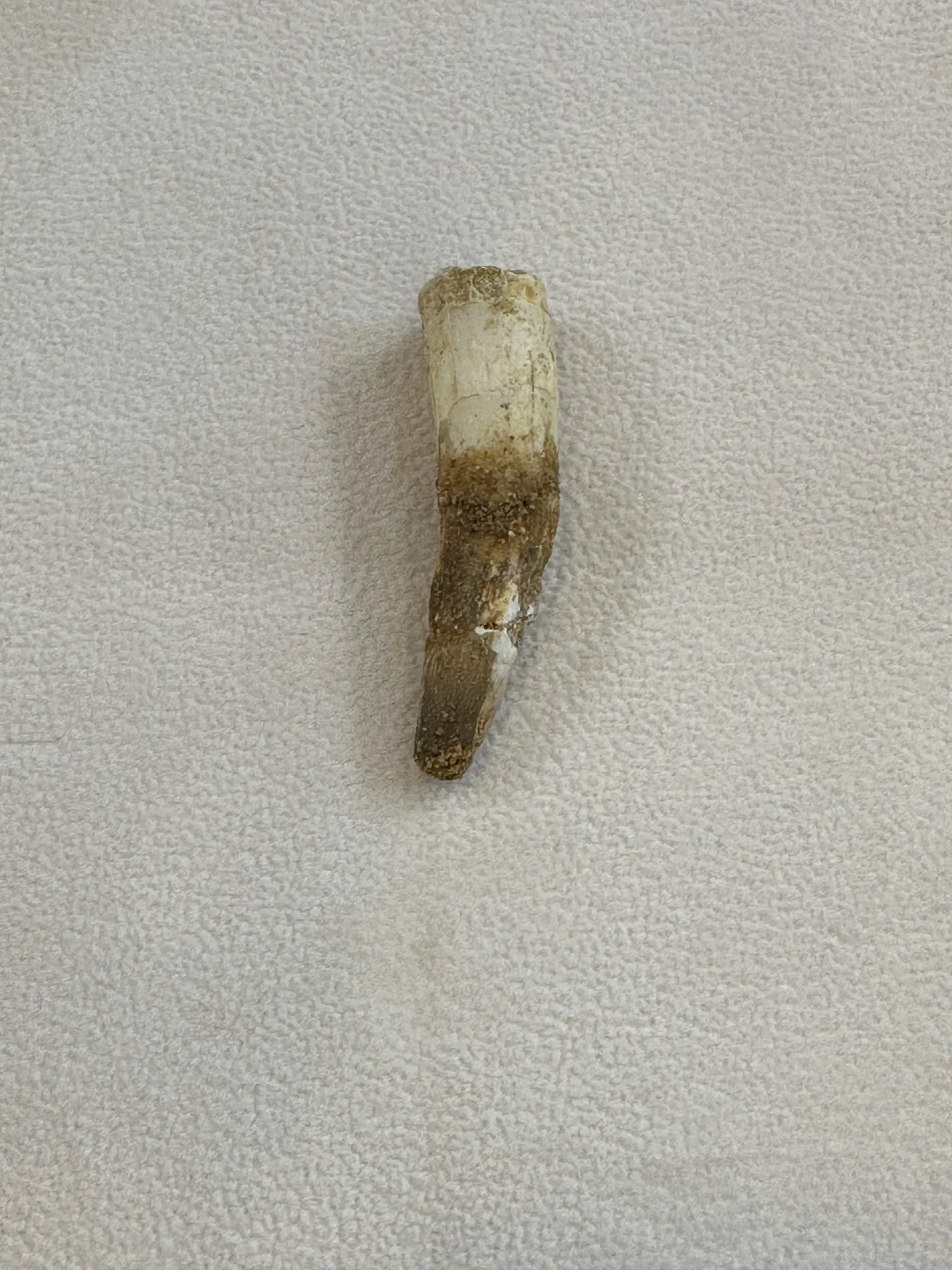 Spinosaurus Tooth, Morocco, curved 2 inch Prehistoric Online