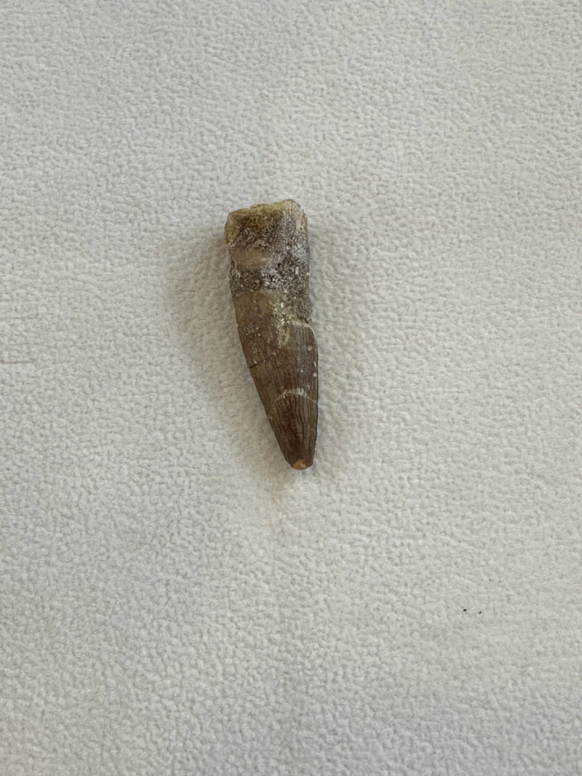 Spinosaurus Tooth,  Morocco,  beautiful 2 inch Prehistoric Online