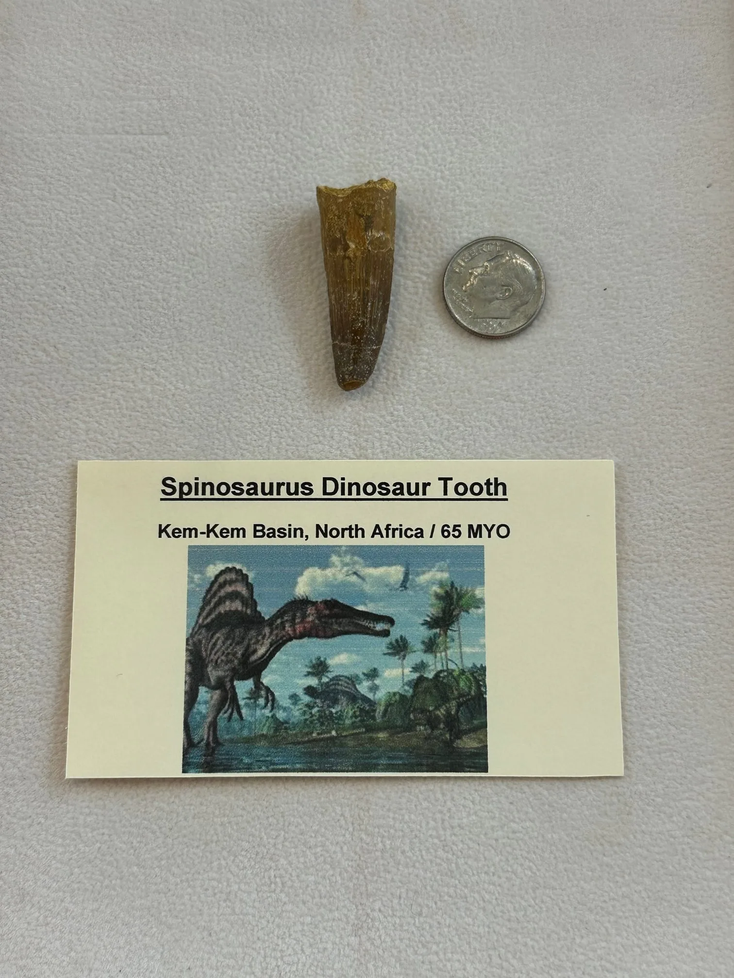 Fossil Spinosaurus Tooth, Morocco, 1 1/2 inch Prehistoric Online