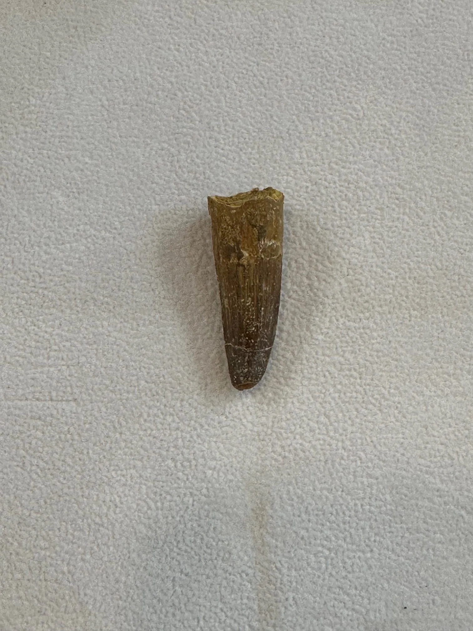 Fossil Spinosaurus Tooth, Morocco, 1 1/2 inch Prehistoric Online