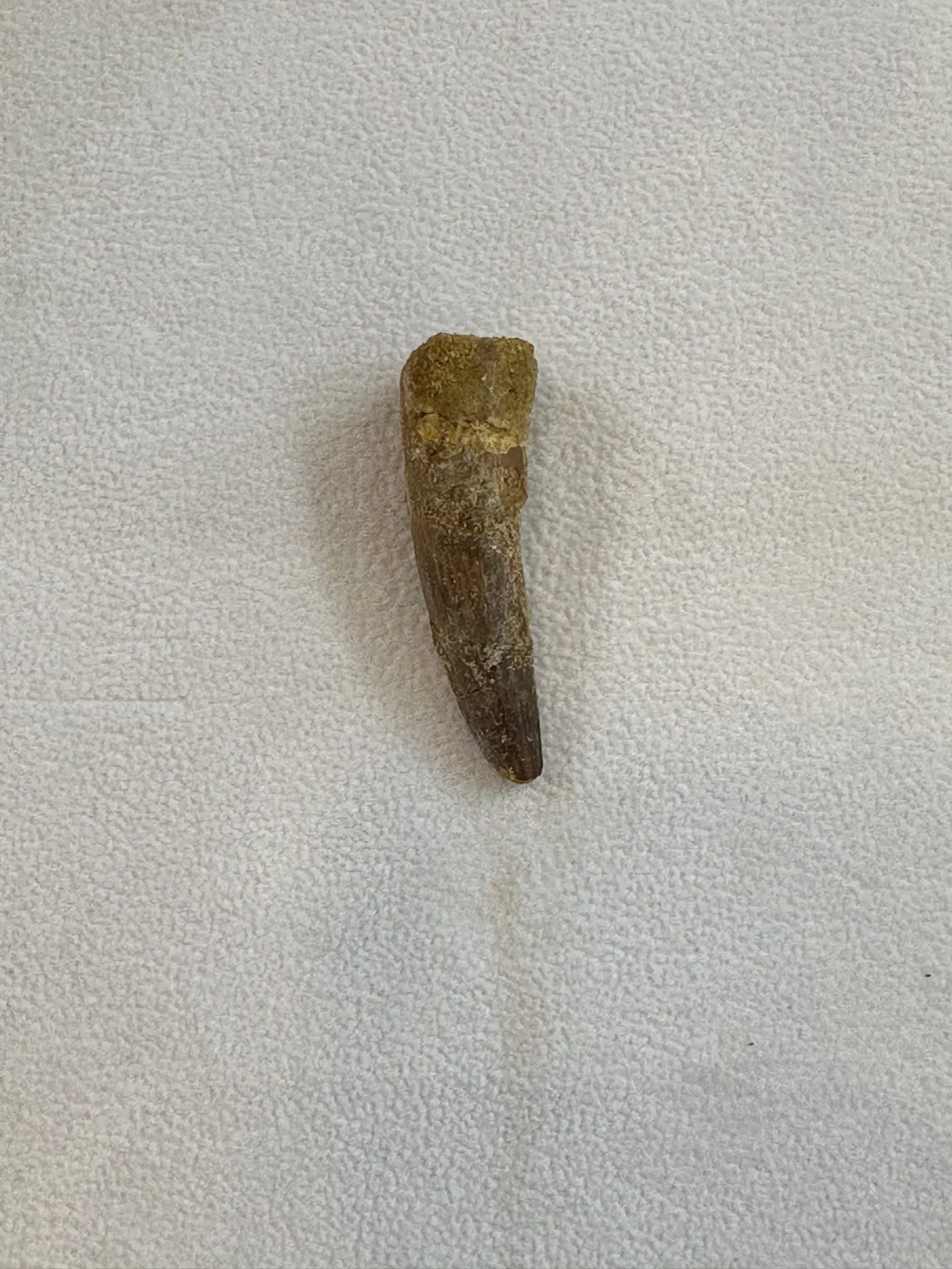 Spinosaurus Tooth, Morocco, near 2 inch in length Prehistoric Online