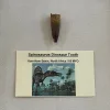 Spinosaurus Tooth Morocco Prehistoric Online