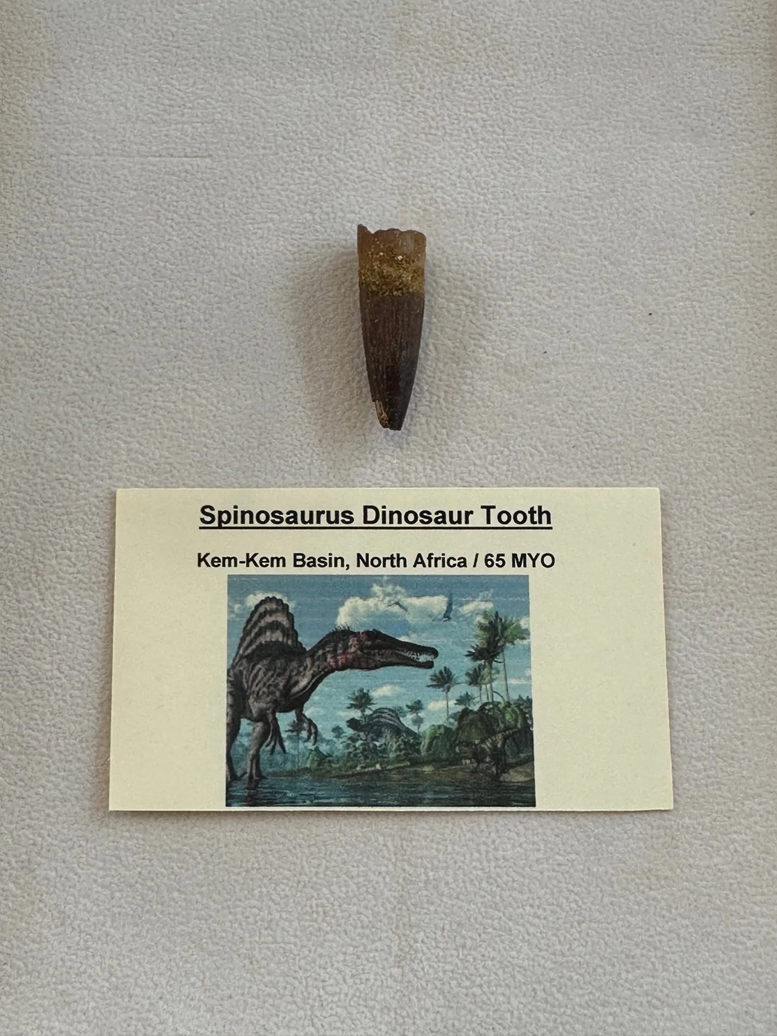 Spinosaurus Tooth,  1 1/2 inch fossil, Morocco Prehistoric Online