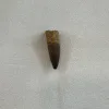 Spinosaurus Tooth,  1 1/2 inch fossil, Morocco Prehistoric Online