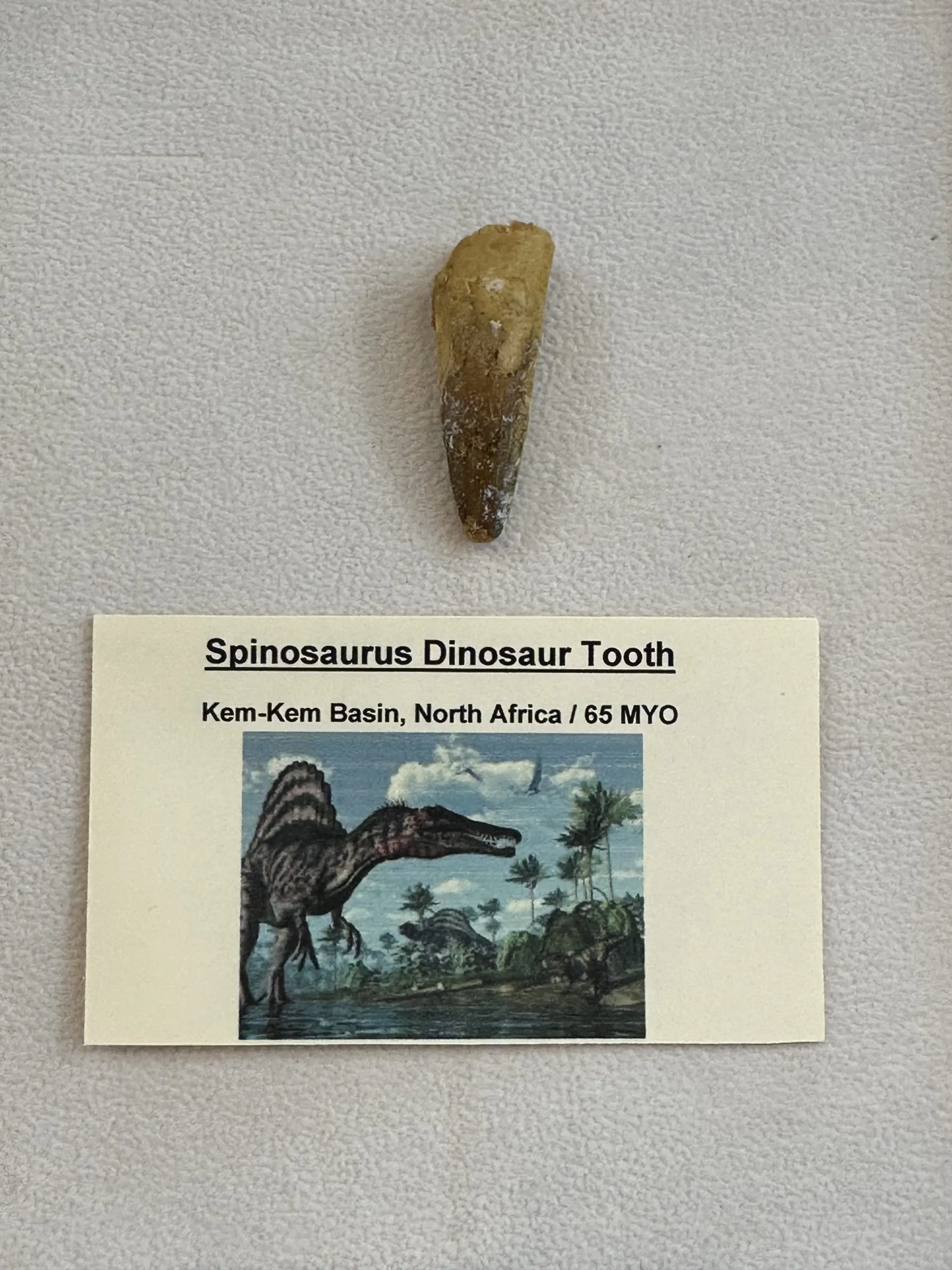 Spinosaurus Tooth, Morocco, 1 1/2 inch fossil Prehistoric Online