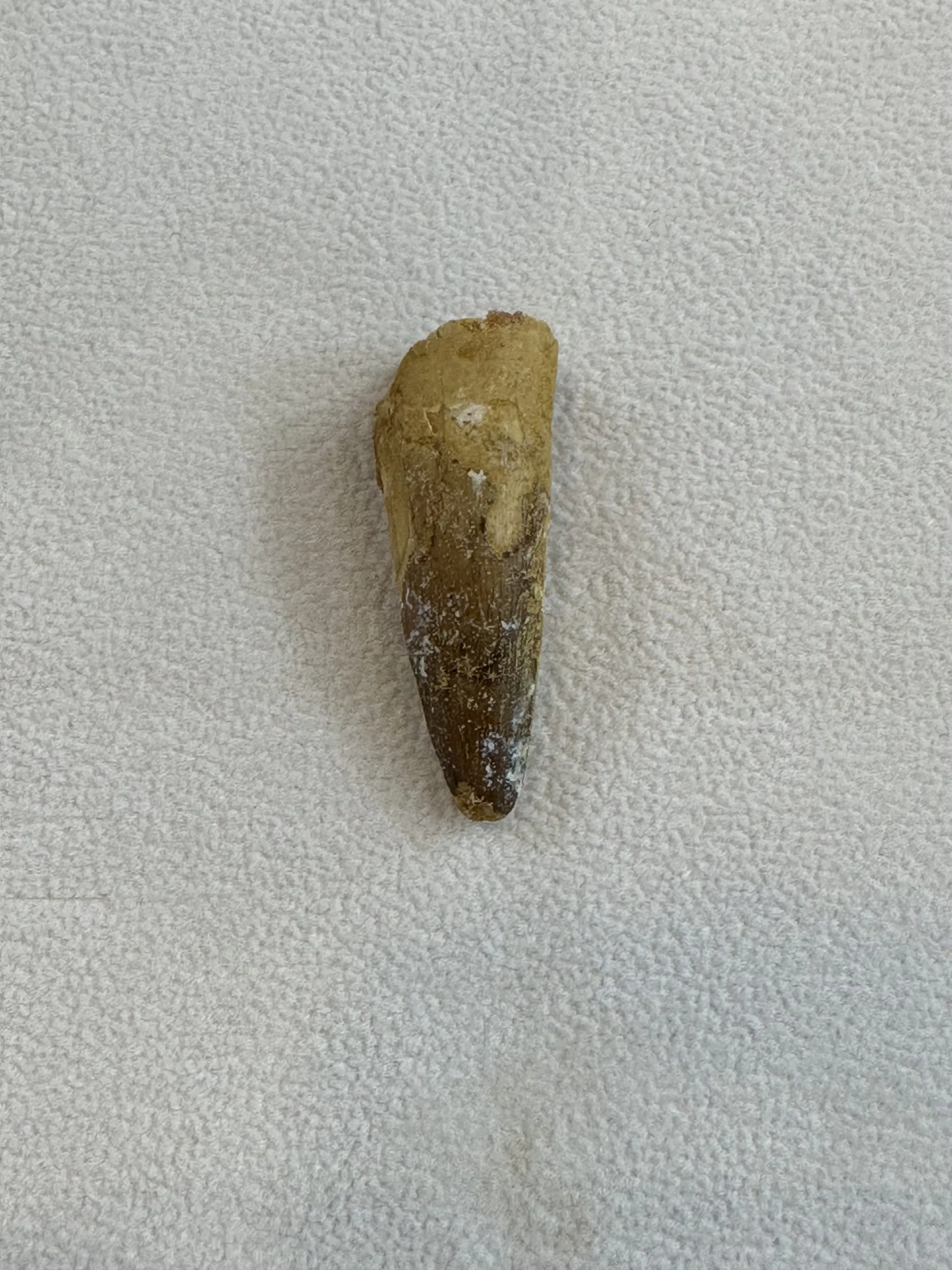 Spinosaurus Tooth, Morocco, 1 1/2 inch fossil Prehistoric Online