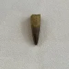 Spinosaurus Tooth, Morocco, Great collector specimen Prehistoric Online