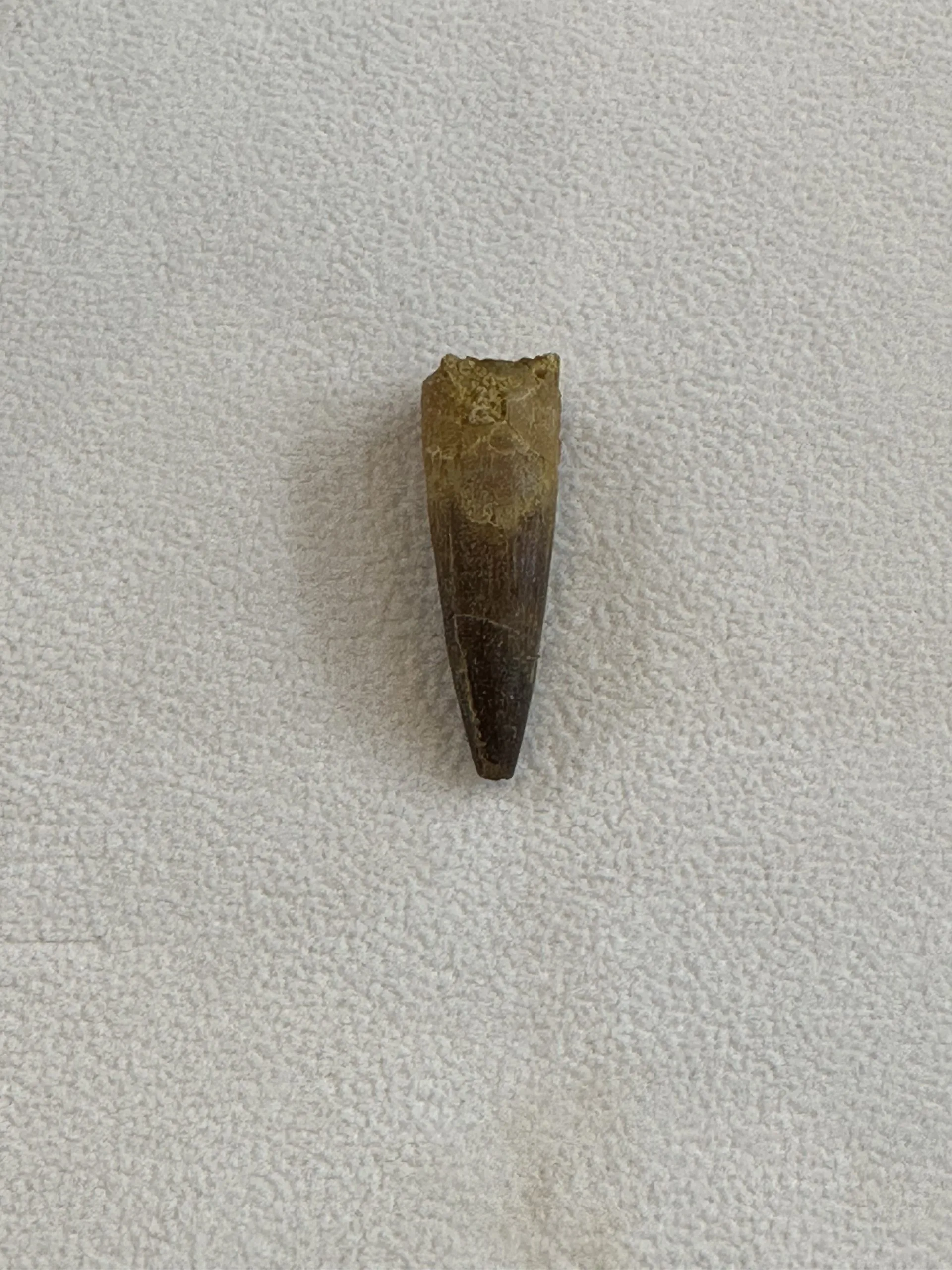 Spinosaurus Tooth, Morocco, Great collector specimen Prehistoric Online