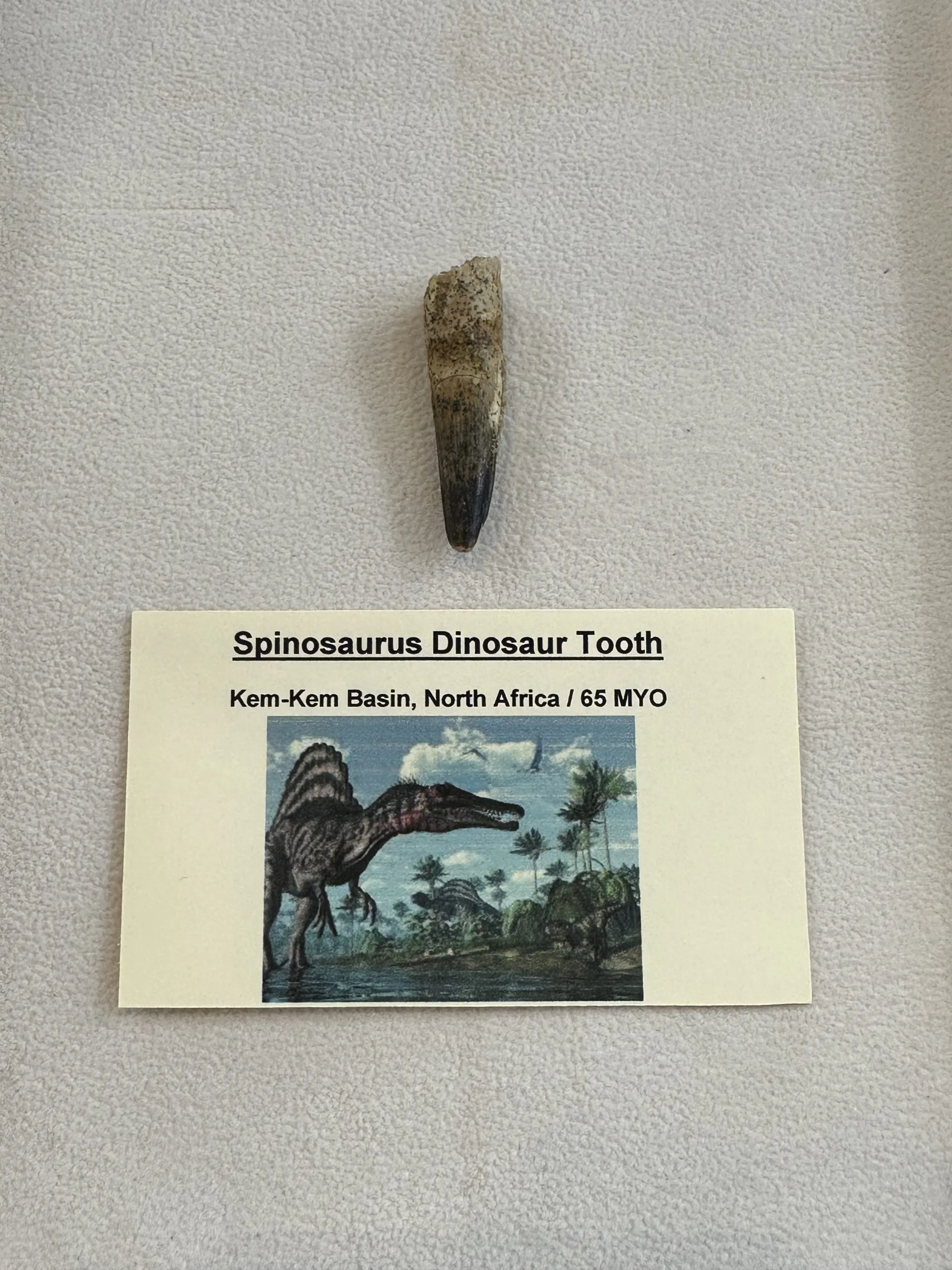 Spinosaurus Tooth, 1 1/2 inch dino fossil Prehistoric Online