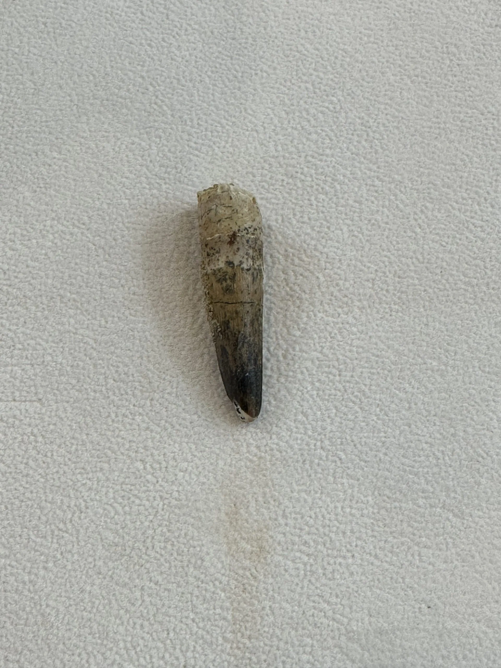 Spinosaurus Tooth, 1 1/2 inch dino fossil Prehistoric Online