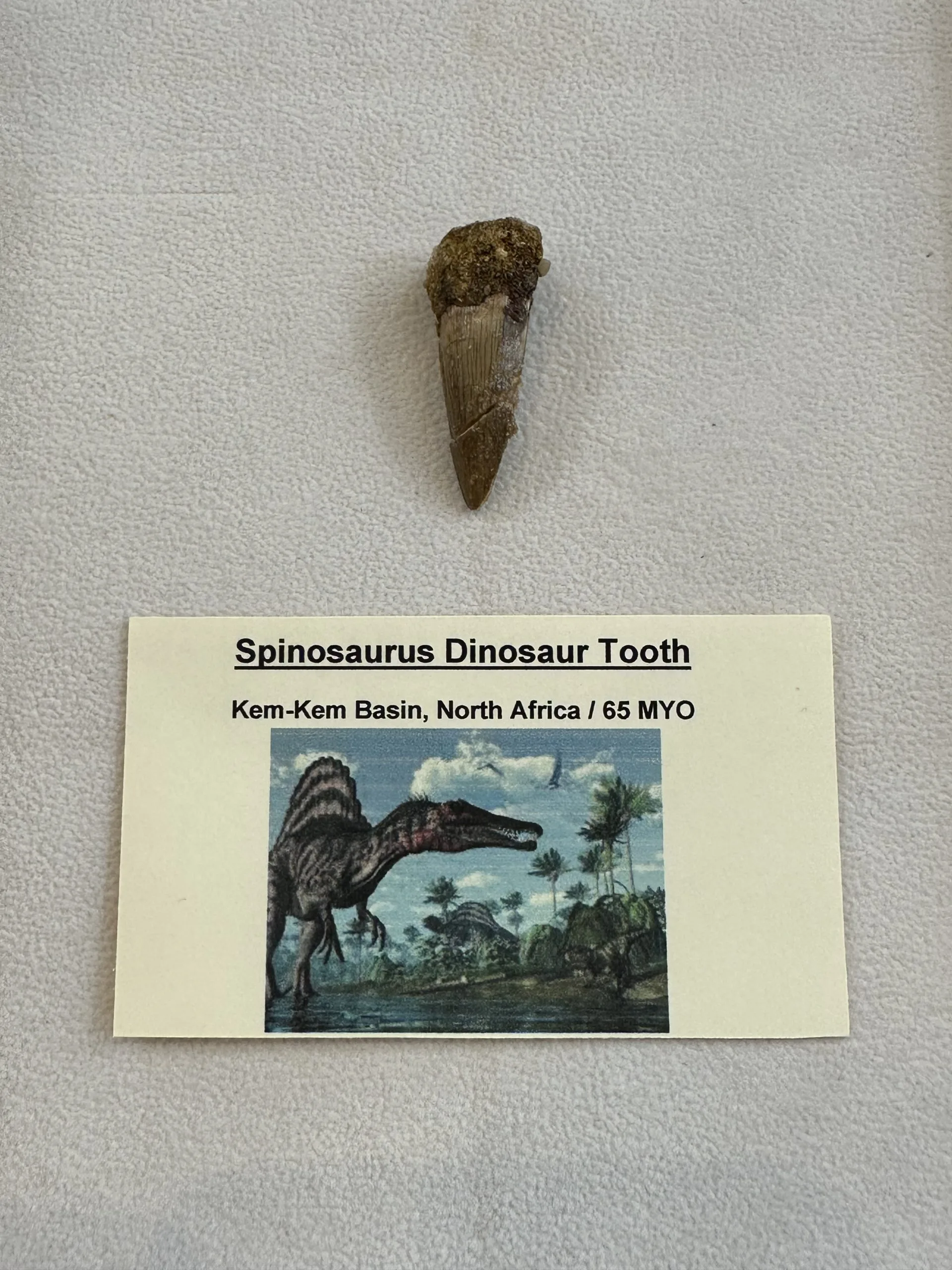 Spinosaurus Tooth Morocco, great value 1 1/2 inch tooth Prehistoric Online