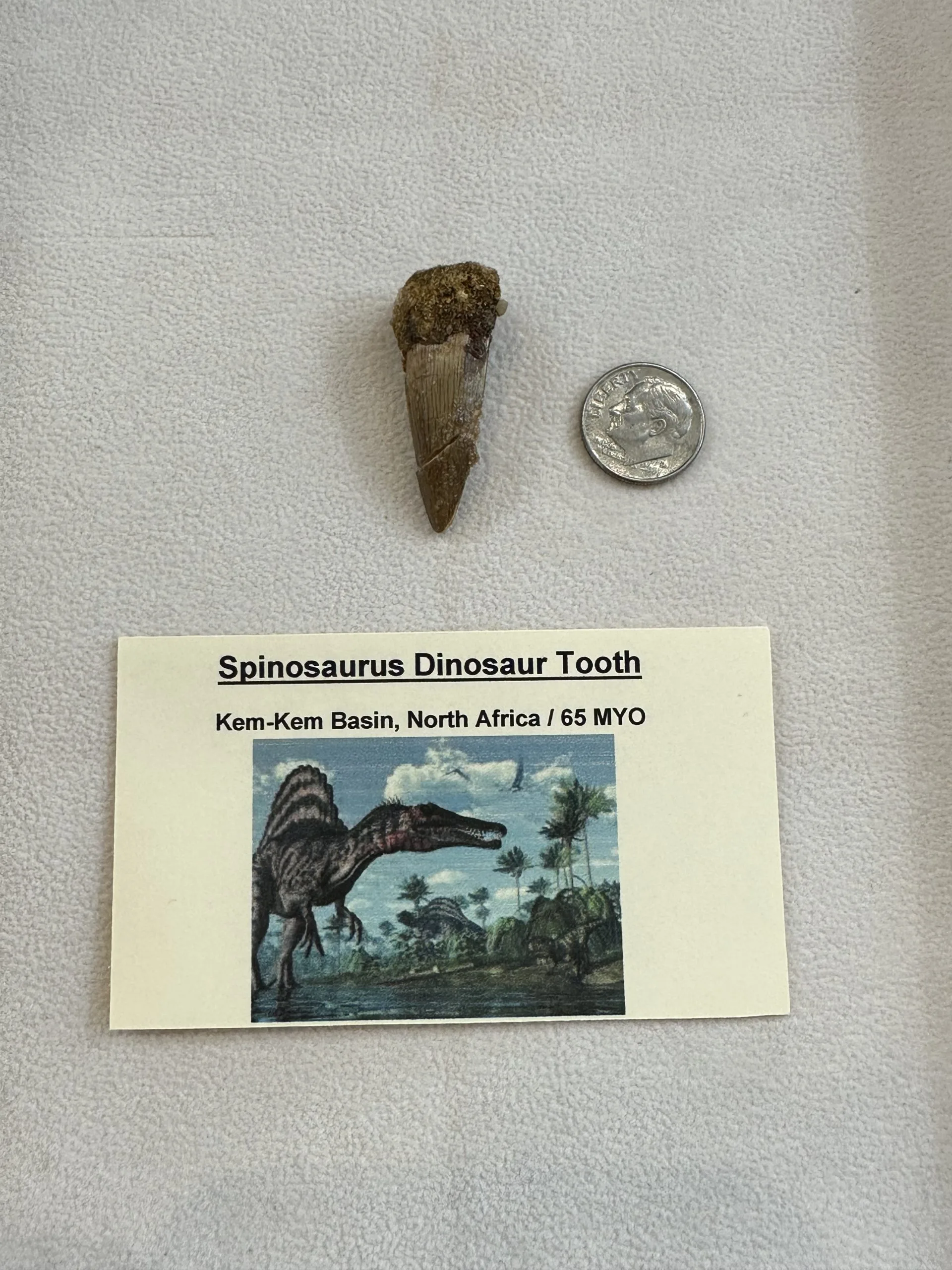 Spinosaurus Tooth Morocco, great value 1 1/2 inch tooth Prehistoric Online