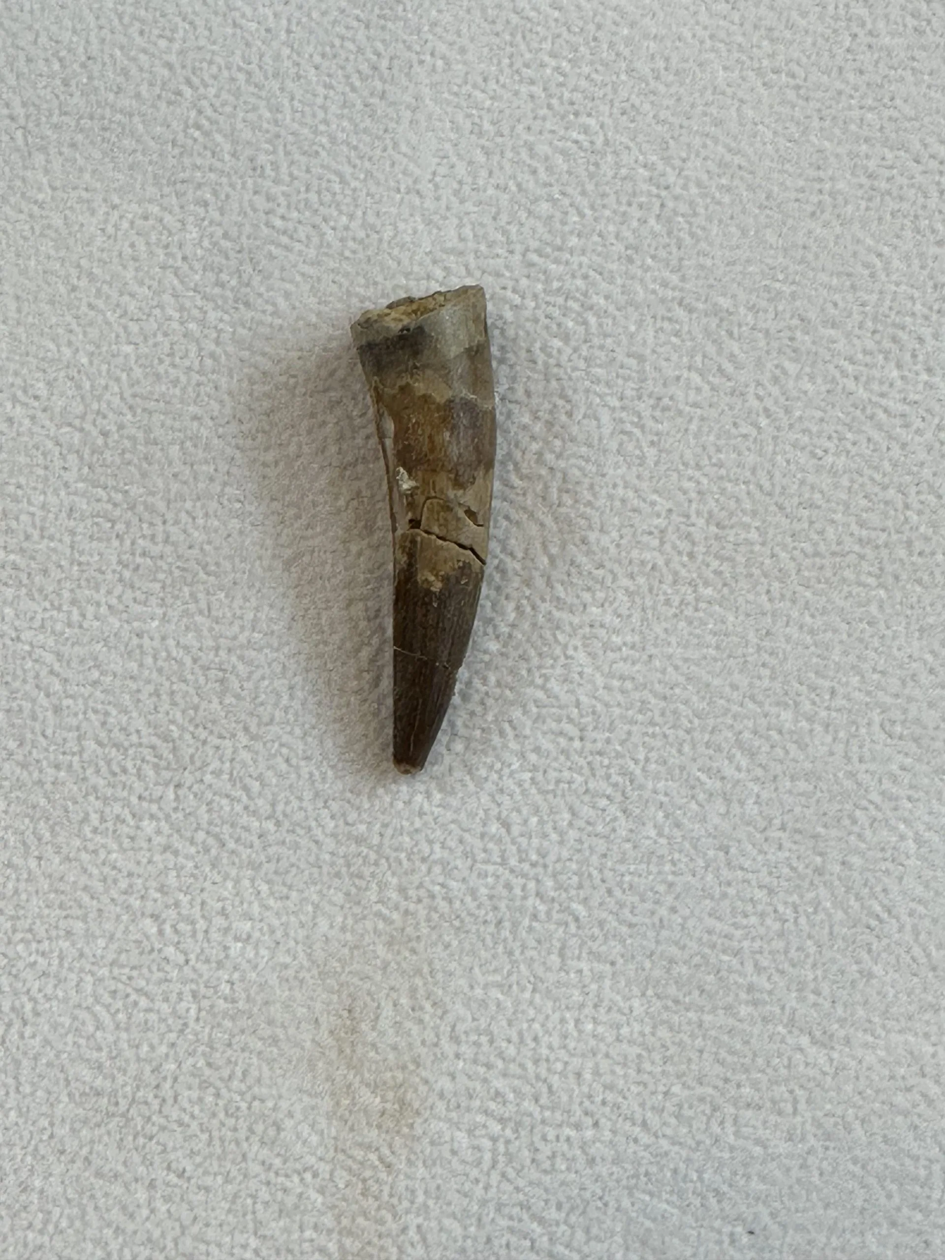 Spinosaurus Tooth Morocco, small but beautiful 1 5/8 inch Prehistoric Online