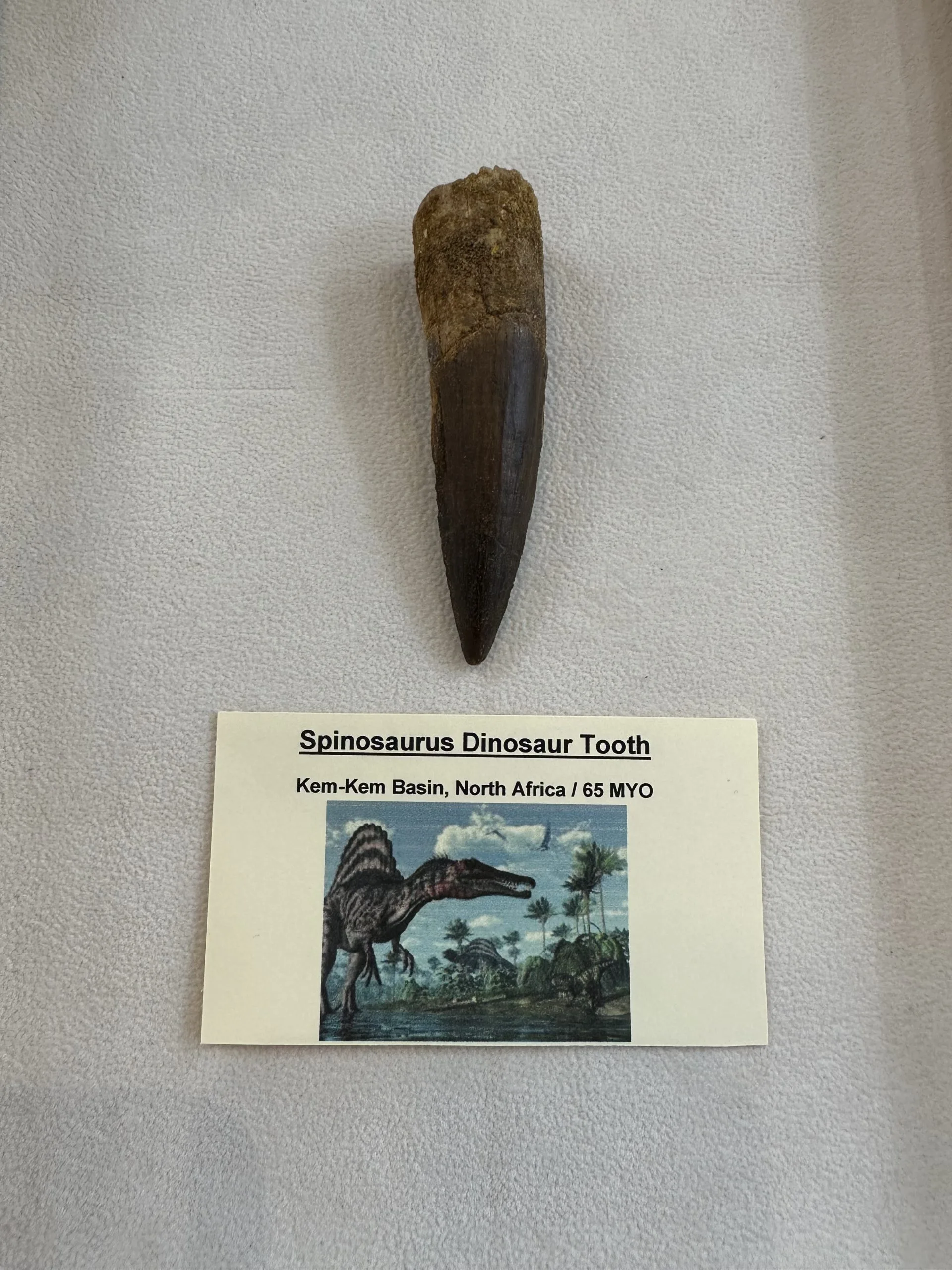 Spinosaurus, Morocco- 3 1/4″ collector tooth Prehistoric Online