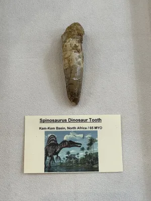Spinosaurus tooth, Morocco- 3 1/4 inch Prehistoric Online