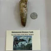Spinosaurus tooth, Morocco- 3 1/4 inch, Kem Kem Prehistoric Online