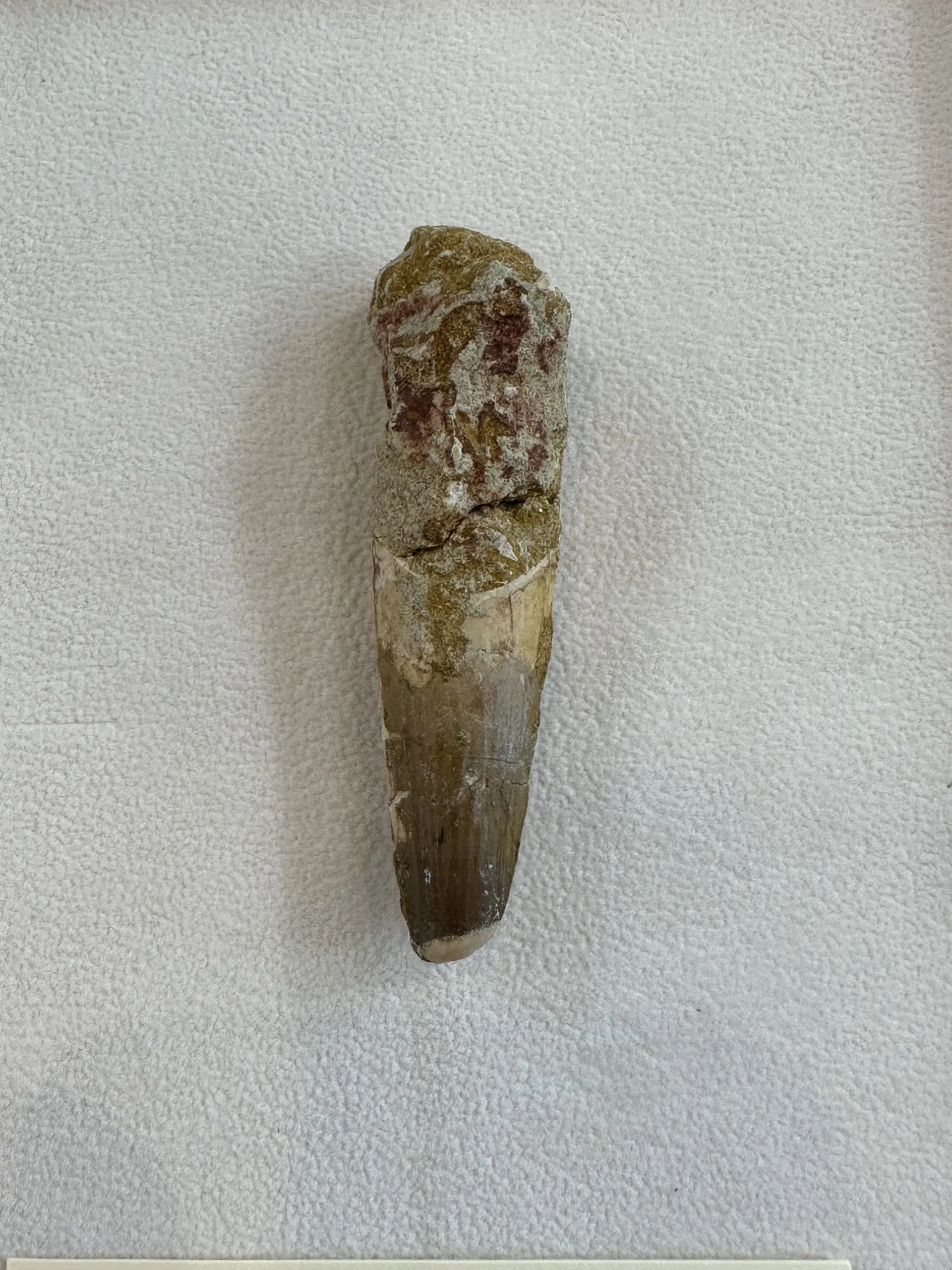 Spinosaurus tooth, Morocco- 3 1/4 inch, Kem Kem Prehistoric Online