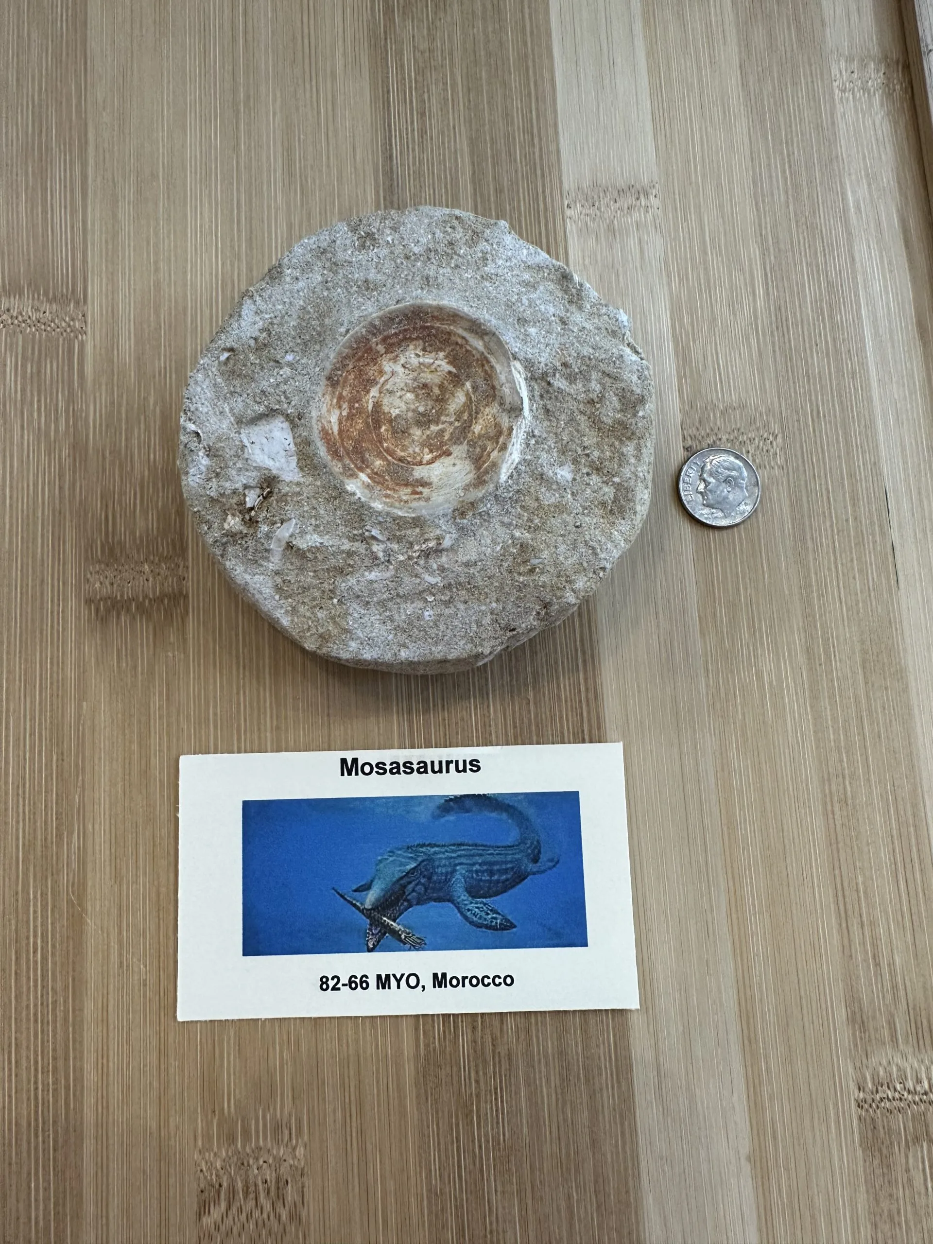 Mosasaur Vertebrae – 100% complete in sandstone Prehistoric Online