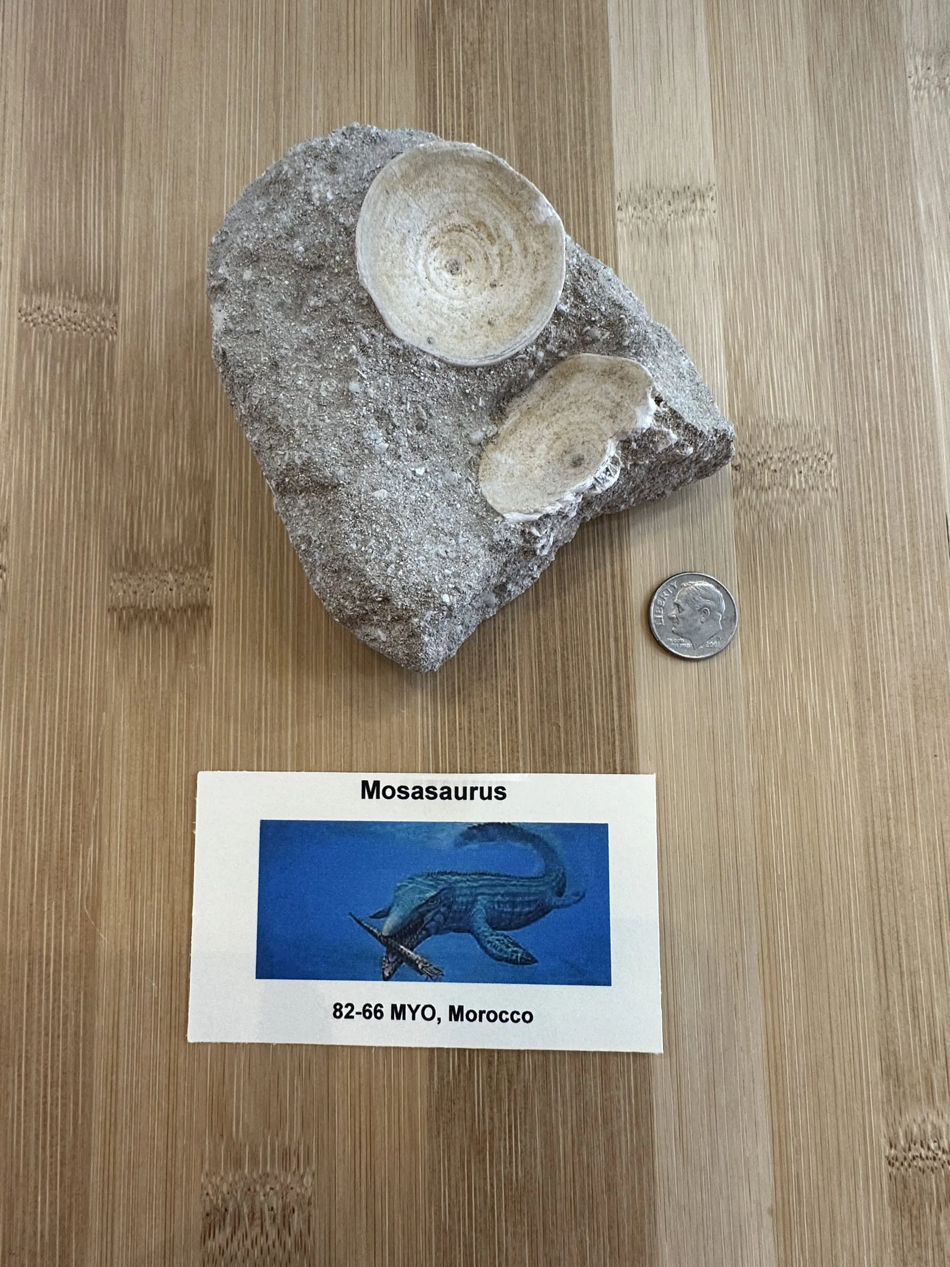 Mosasaur Vertebrae -double from  Morocco Prehistoric Online