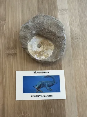 Mosasaur Vertebrae – Morocco Prehistoric Online