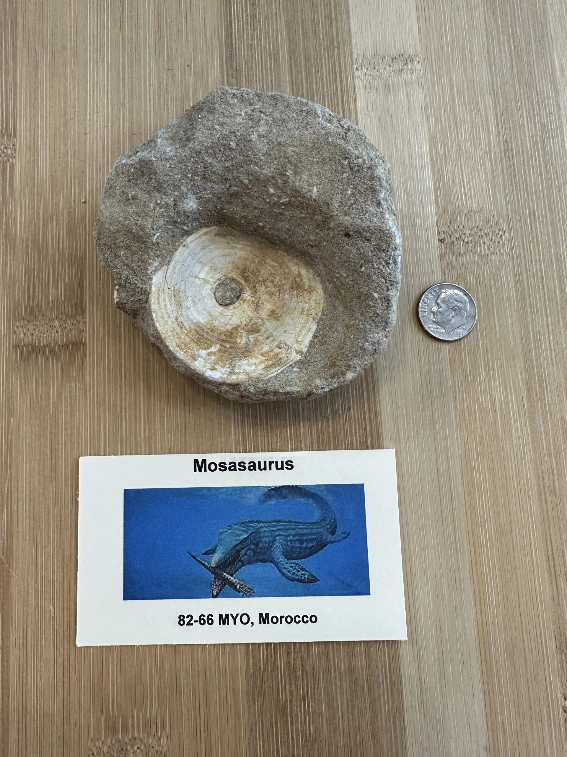 Mosasaur Vertebrae – Morocco, Sandstone Matrix Prehistoric Online