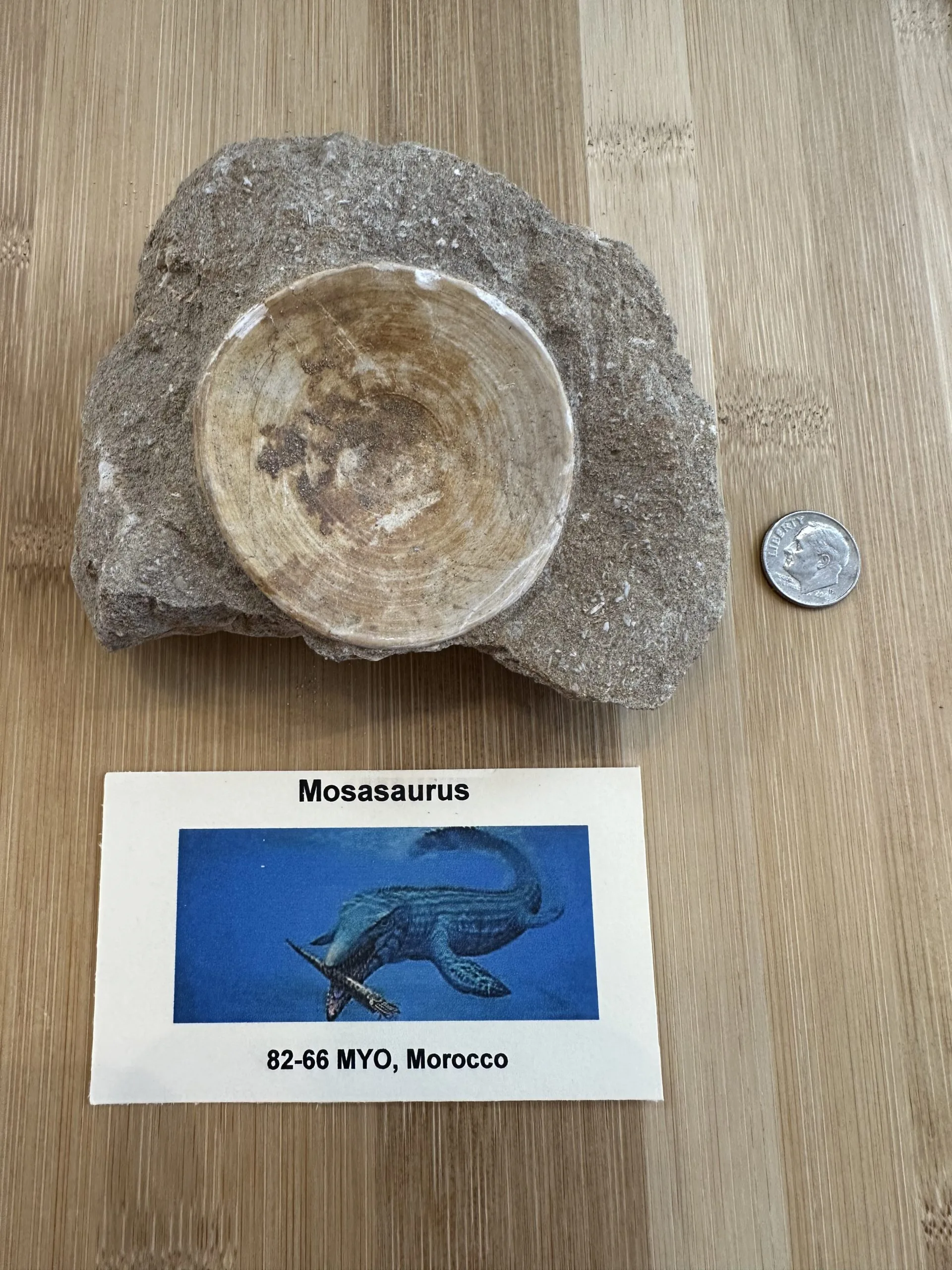 Mosasaur Vertebrae in sandstone – Morocco Prehistoric Online