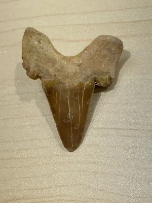 Unclassified Iron, Wyoming  Iron Meteorite, Found 2014 Prehistoric Online