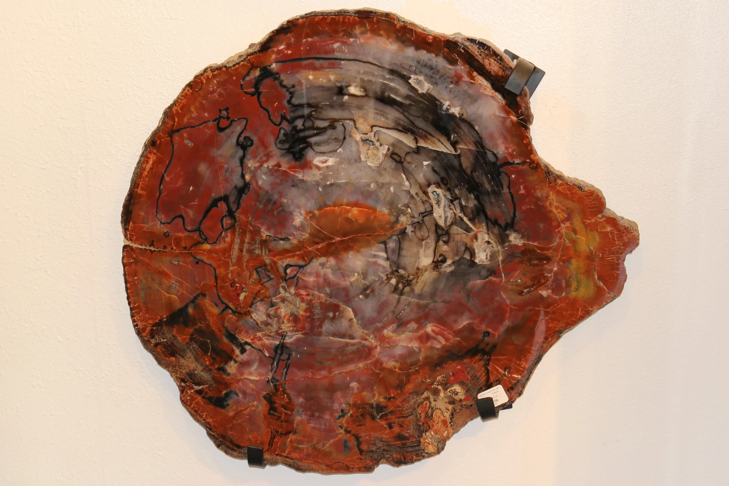 Petrified Wood Slice, Arizona230myo, 23x21x1 inch Prehistoric Online