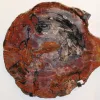 Petrified Wood Slice, Arizona230myo, 23x21x1 inch Prehistoric Online