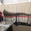 Huge Camarasaurus Tail, Wyoming   15 foot long Prehistoric Online