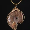 Ammonite fossil, Madagascar, Ron Kless Original Prehistoric Online